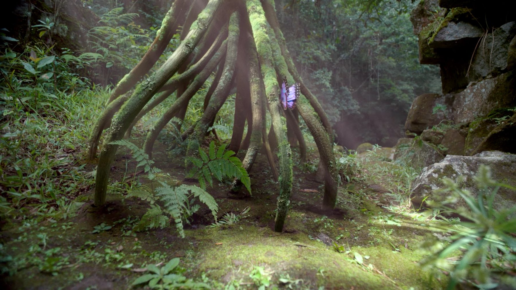 Still from "Changing Tree"