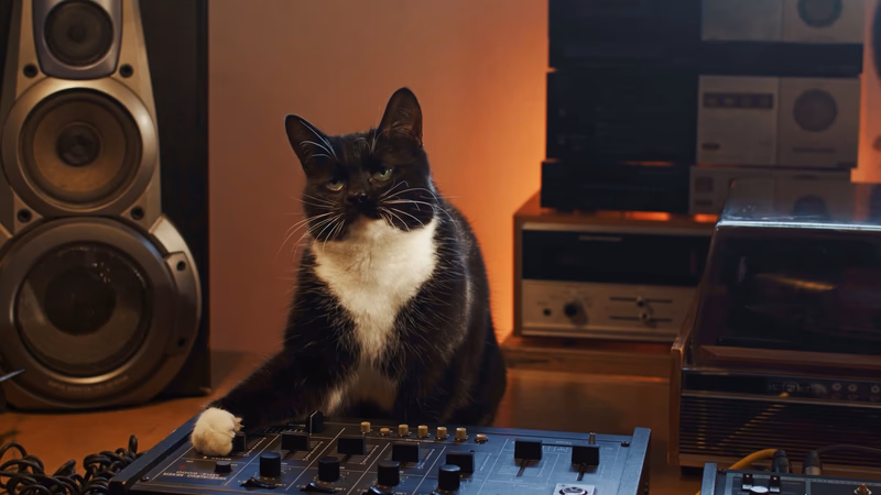 Temptations — Teenage Cat film still