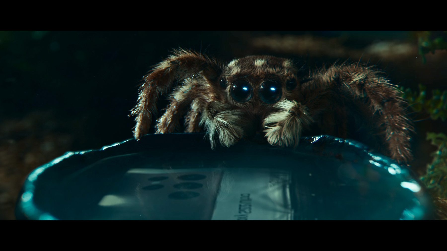 Still from "The Spider & The Window"