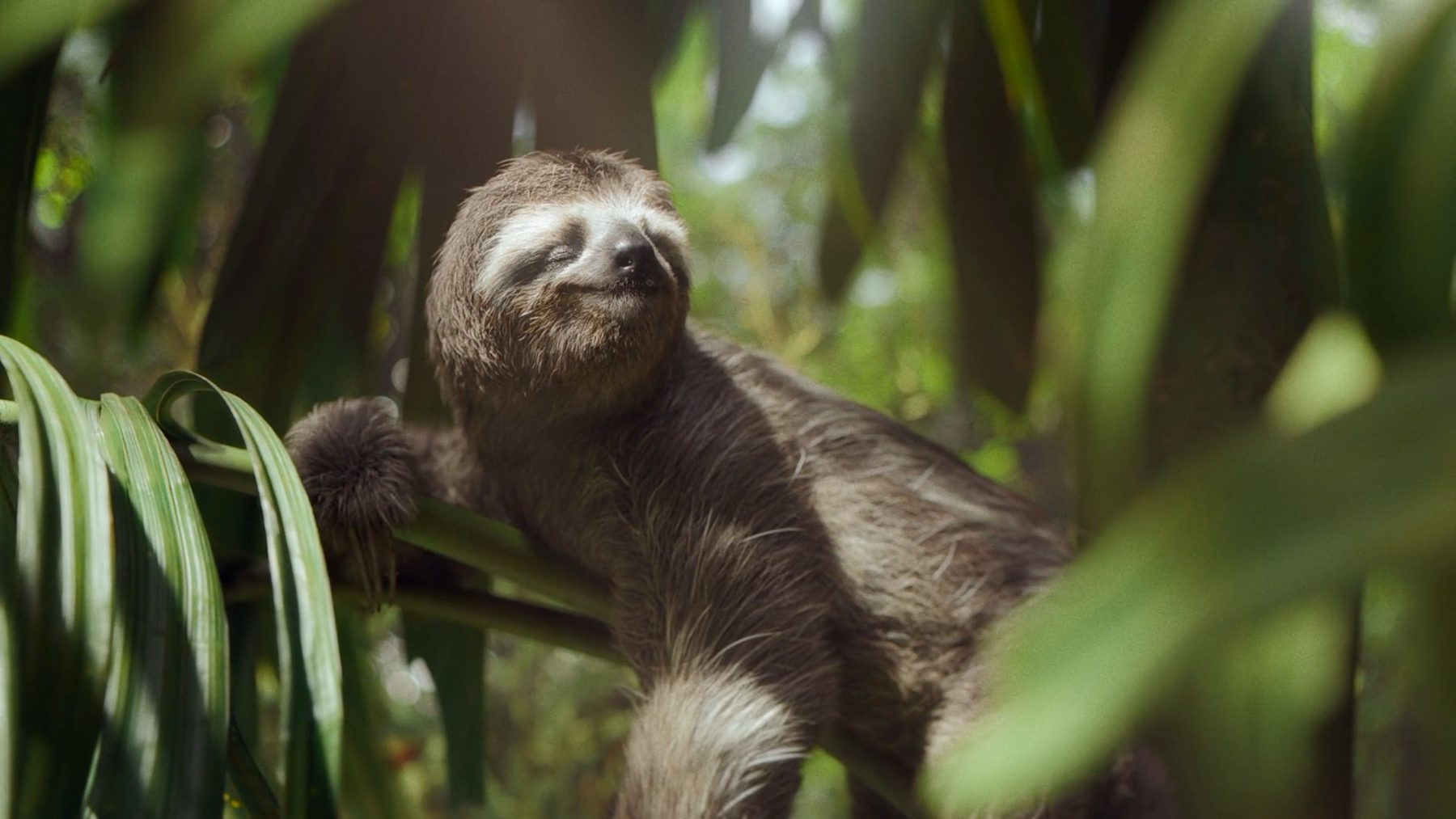 Still from "Changing Tree"