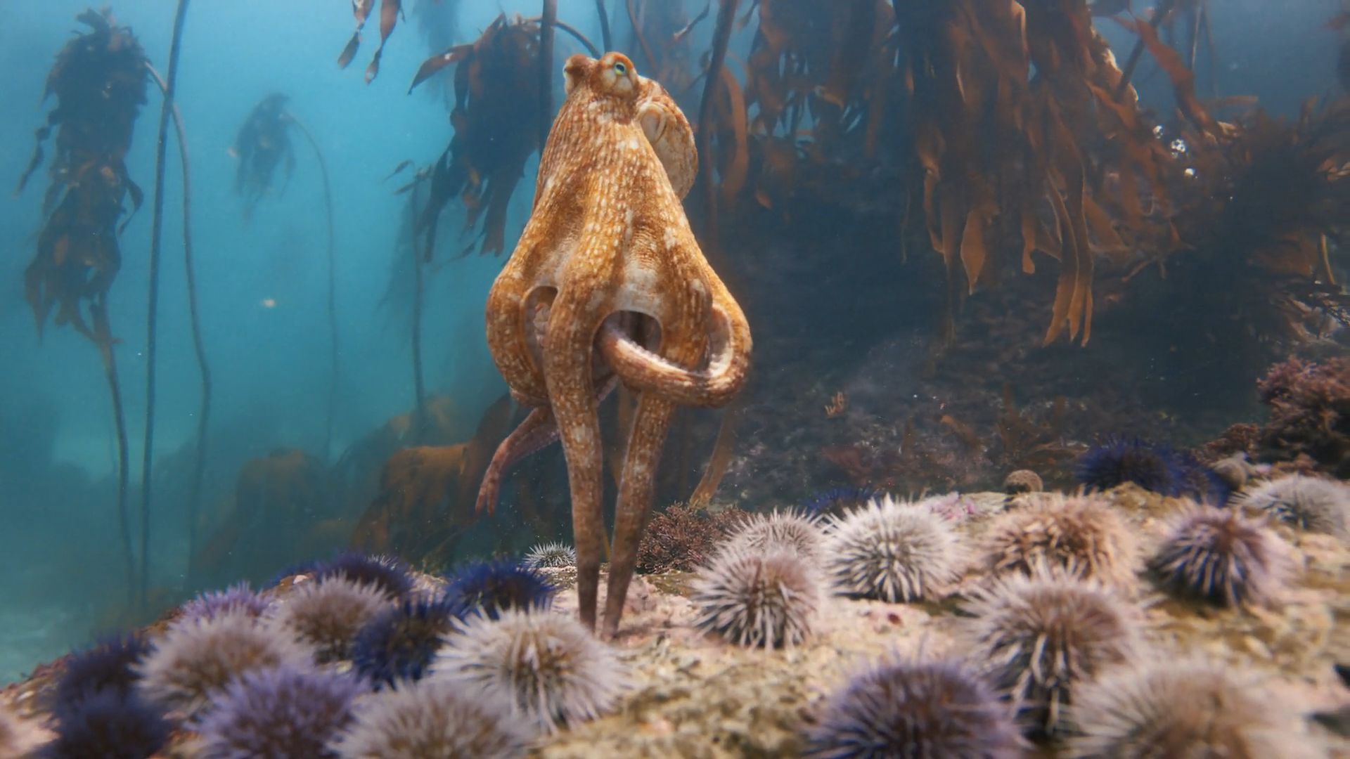 Still from "Heart of Joy"