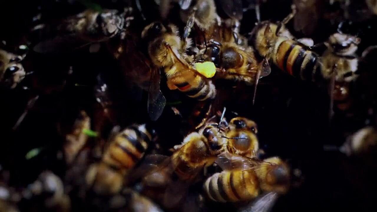 Still from "Wildly. Delicious. Organic."