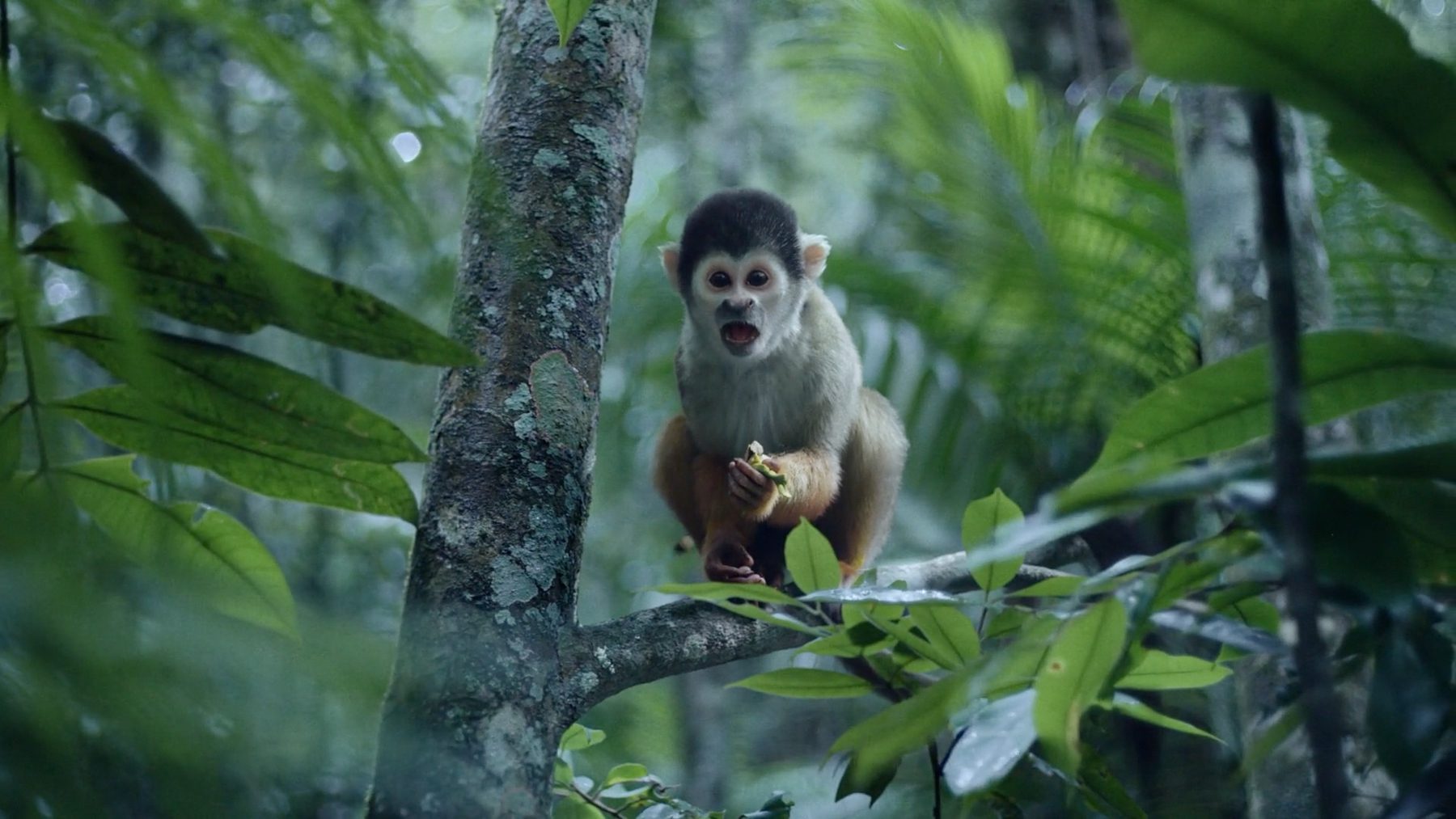 Still from "Changing Tree"