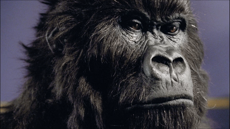 Cadbury - Gorilla film still