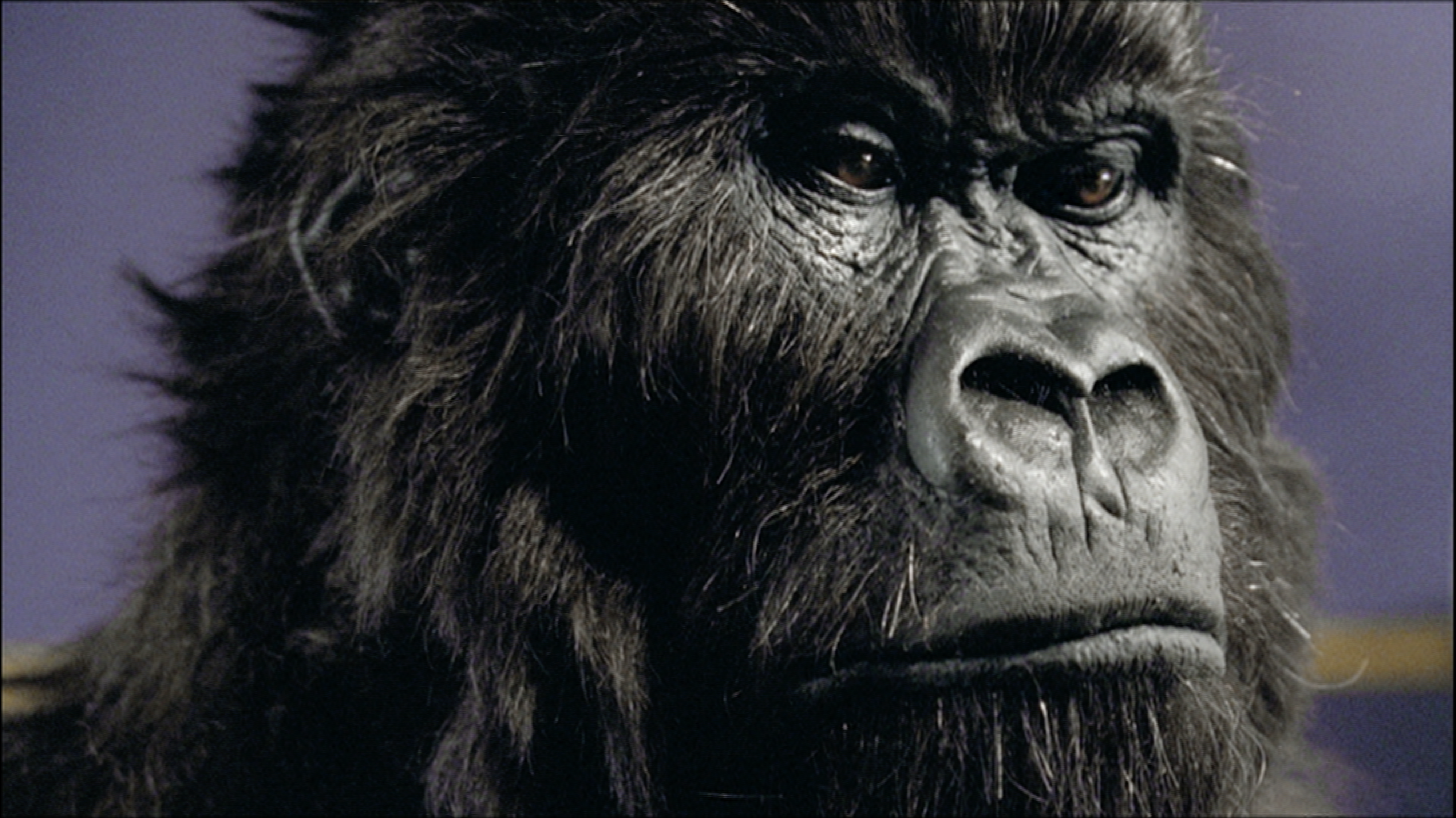 Still from "Gorilla"