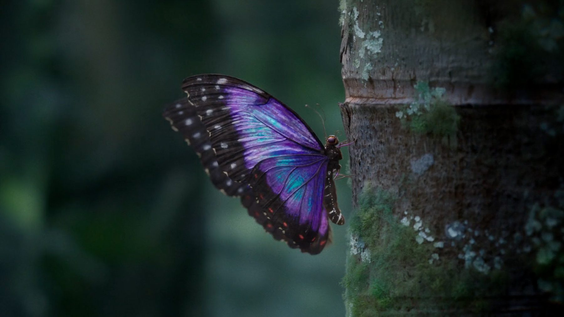 Still from "Changing Tree"